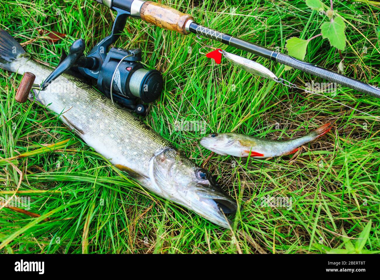 https://c8.alamy.com/comp/2BERT8T/fishing-still-life-spinning-with-spoon-and-caught-fish-on-the-grass-2BERT8T.jpg