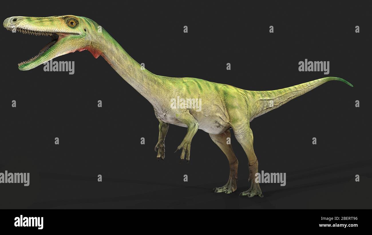 Coelophysis dinosaur, side view on gray background. Stock Photo