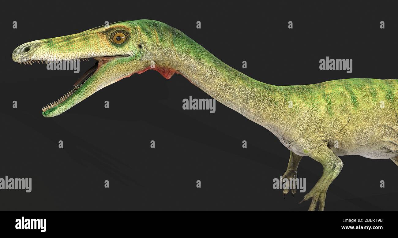 Coelophysis dinosaur, side view on gray background. Stock Photo