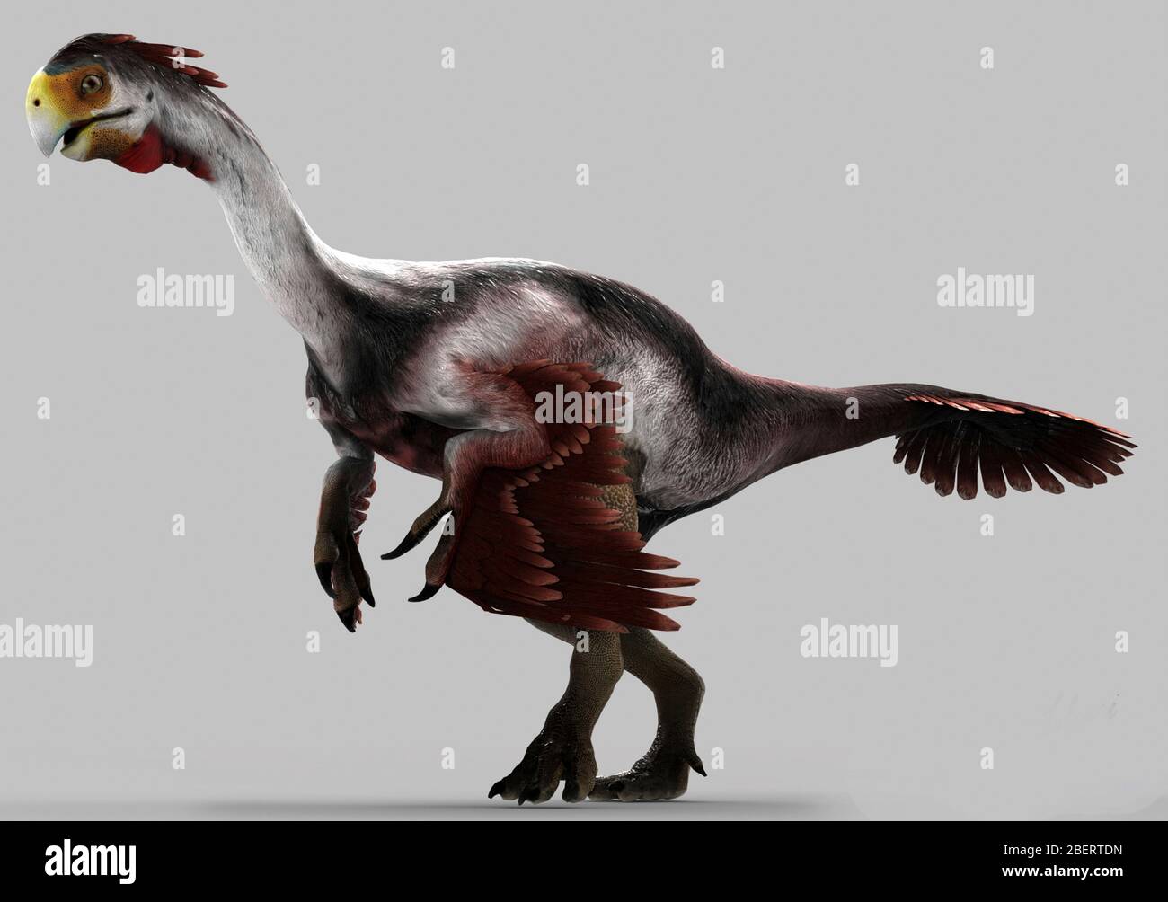 Gigantoraptor dinosaur on gray background. Stock Photo