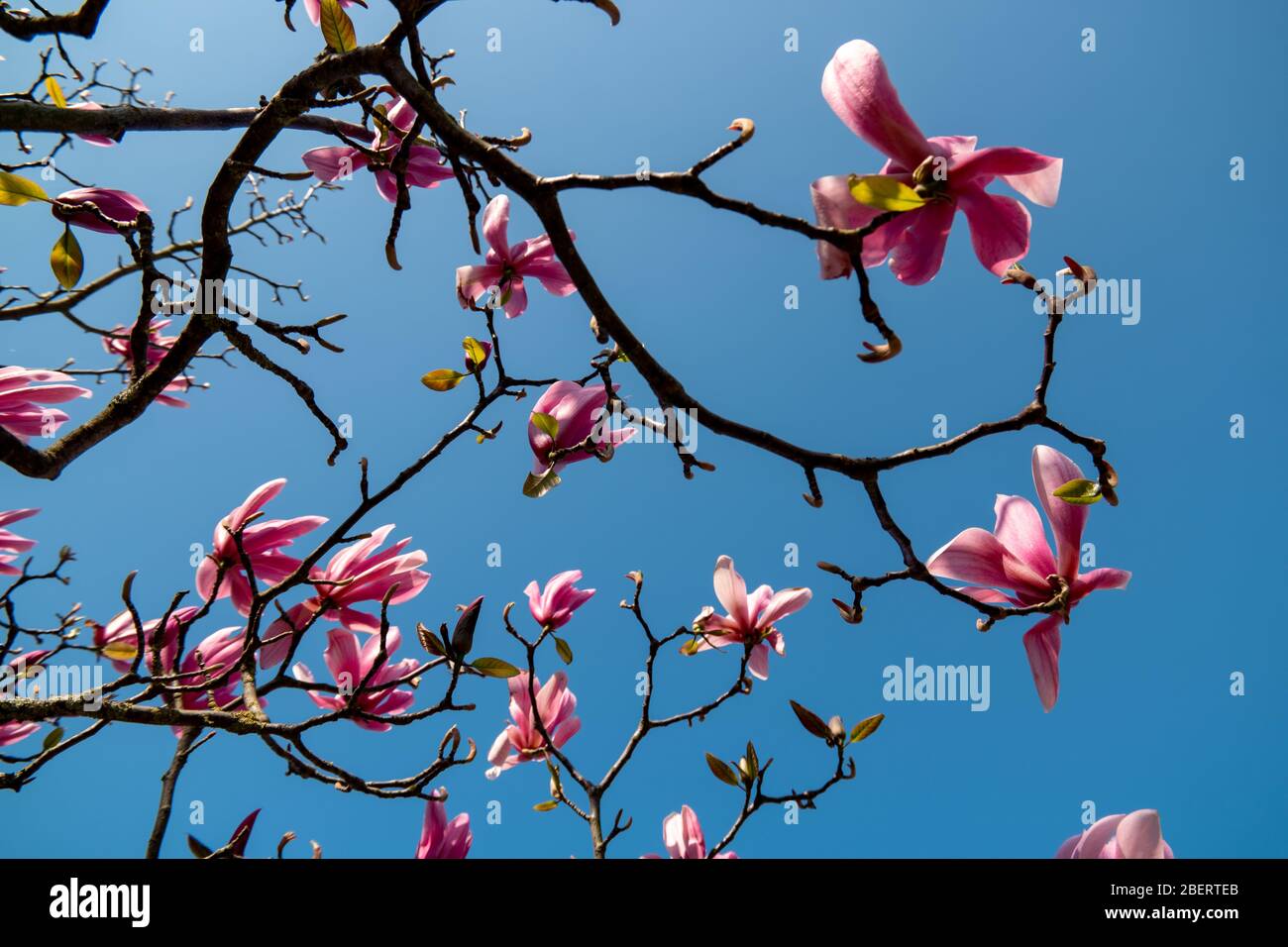 Tree During T Spring Spring blossom tree during spring season in the Netherlands, blossom ...