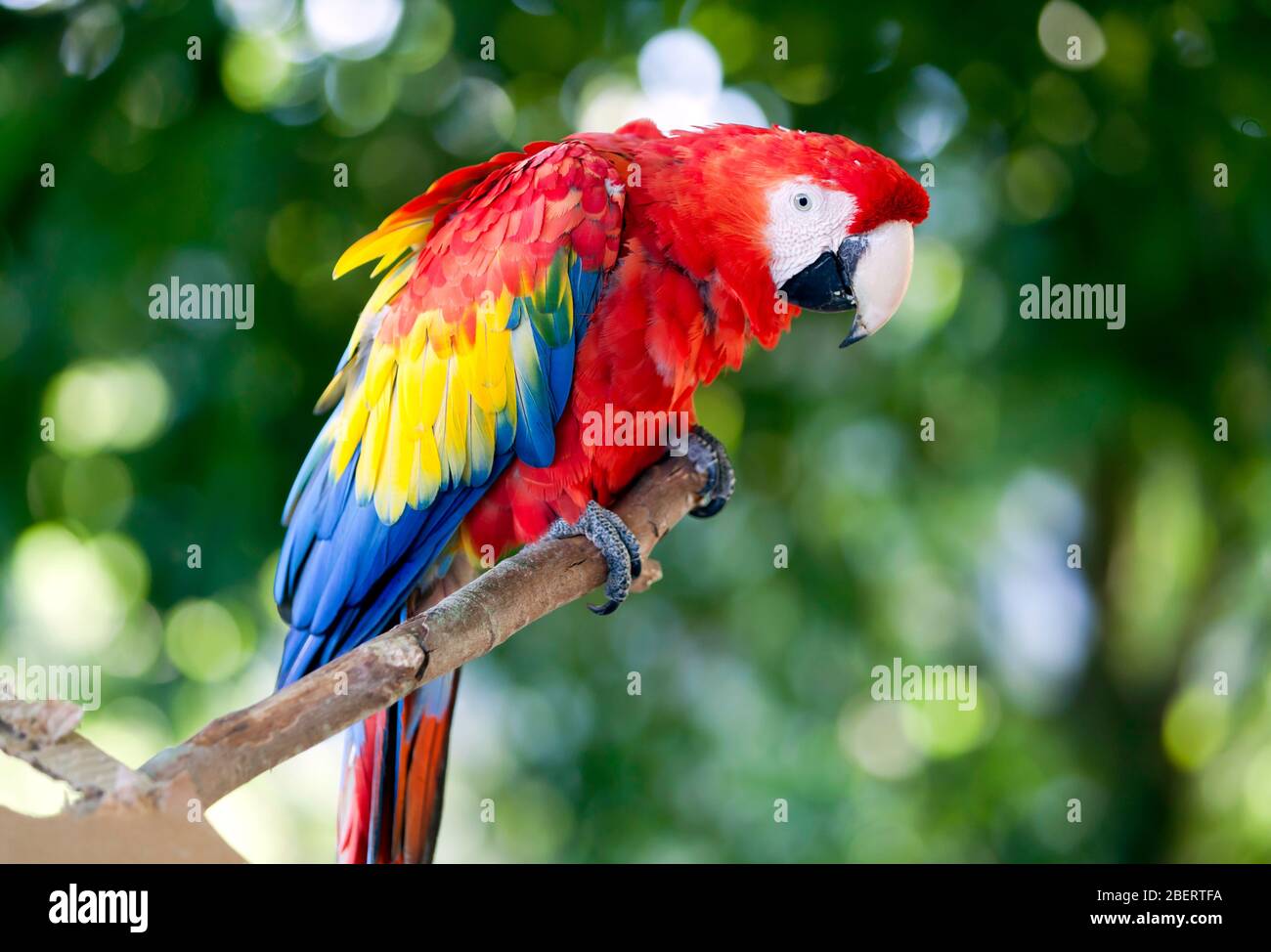 Close-up of a Scarlet Macaw at Wingham Wildlife Park, Kent Stock Photo