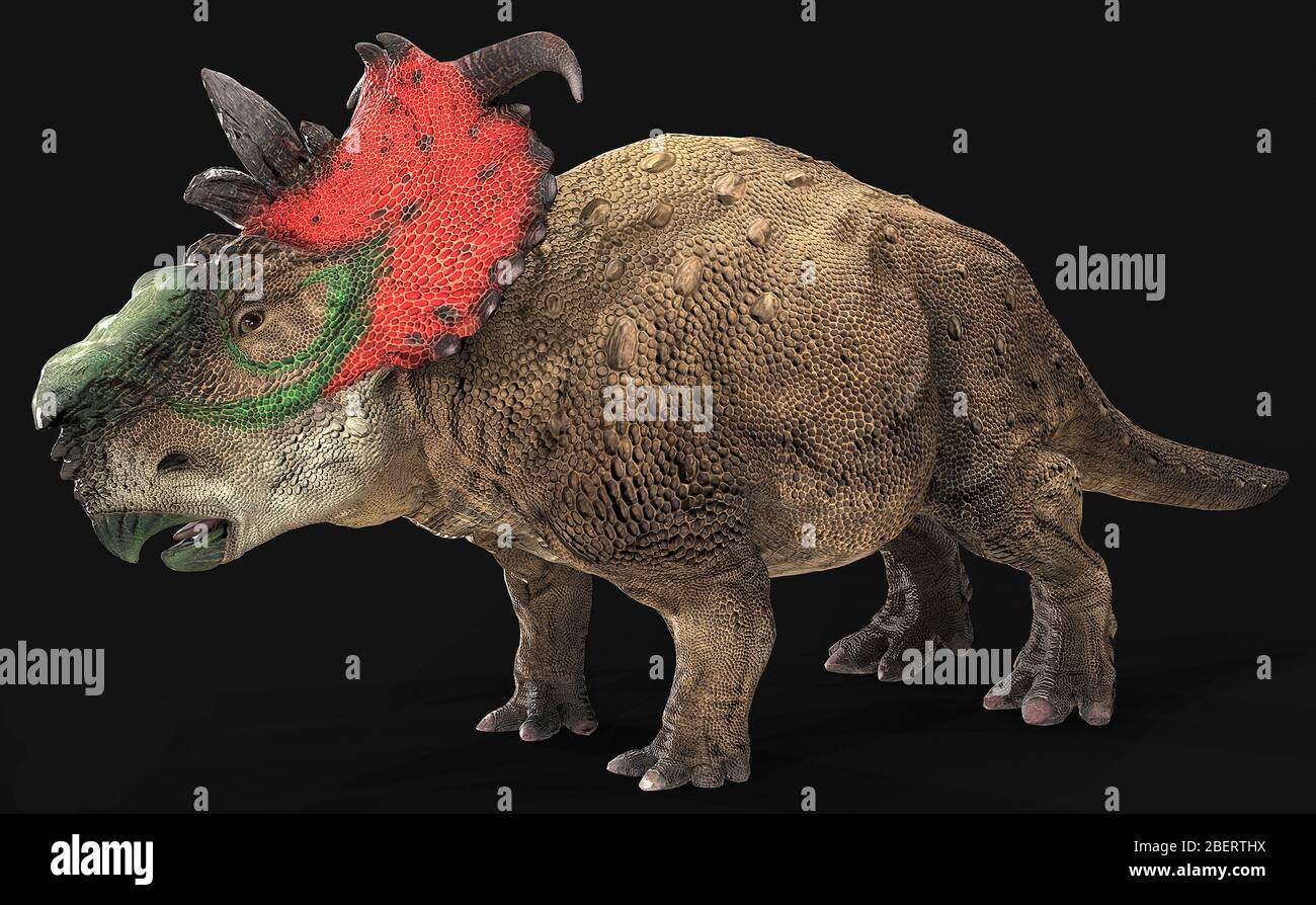 Pachyrhinosaur dinosaur, side view on black background. Stock Photo