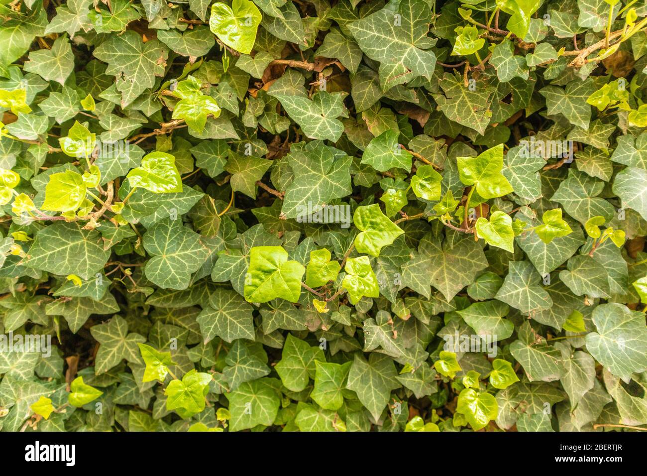 Wall of Ivy. Climbing plant. Background photo Stock Photo Alamy