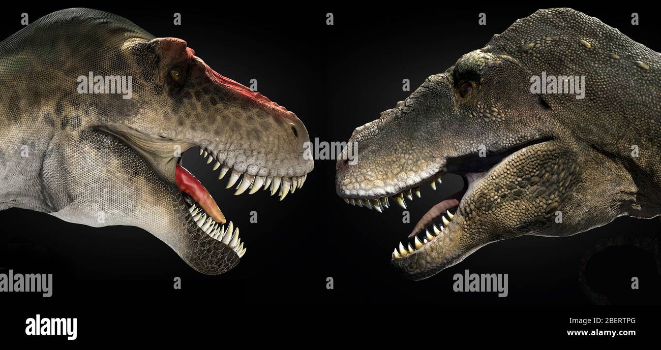 Tarbosaurus rex Clearance