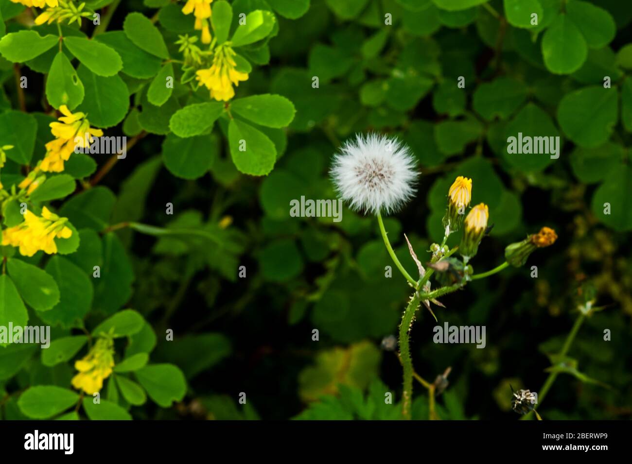 Action plant hi-res stock photography and images - Alamy