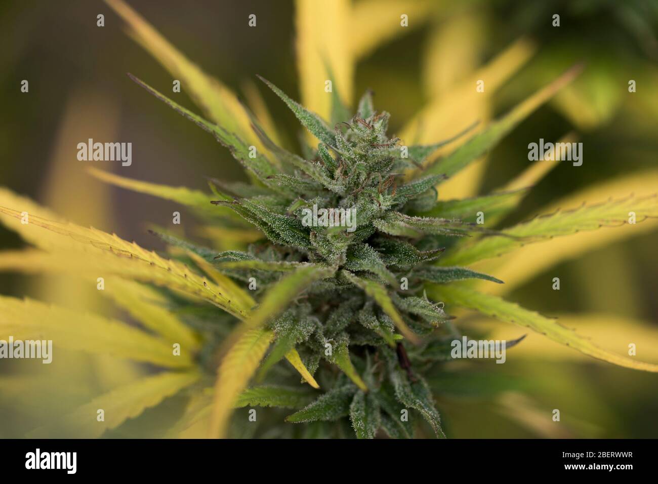 Marijuana plant leaves close up. Growing cannabis with THC and CBD for health and wellness. Large green marijuana plant leaves close up. Stock Photo