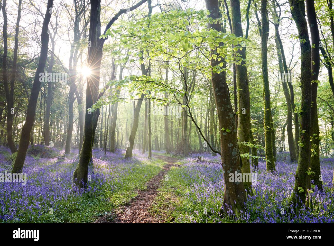 Path through a Bluebell Woodland, Cornwall Stock Photo
