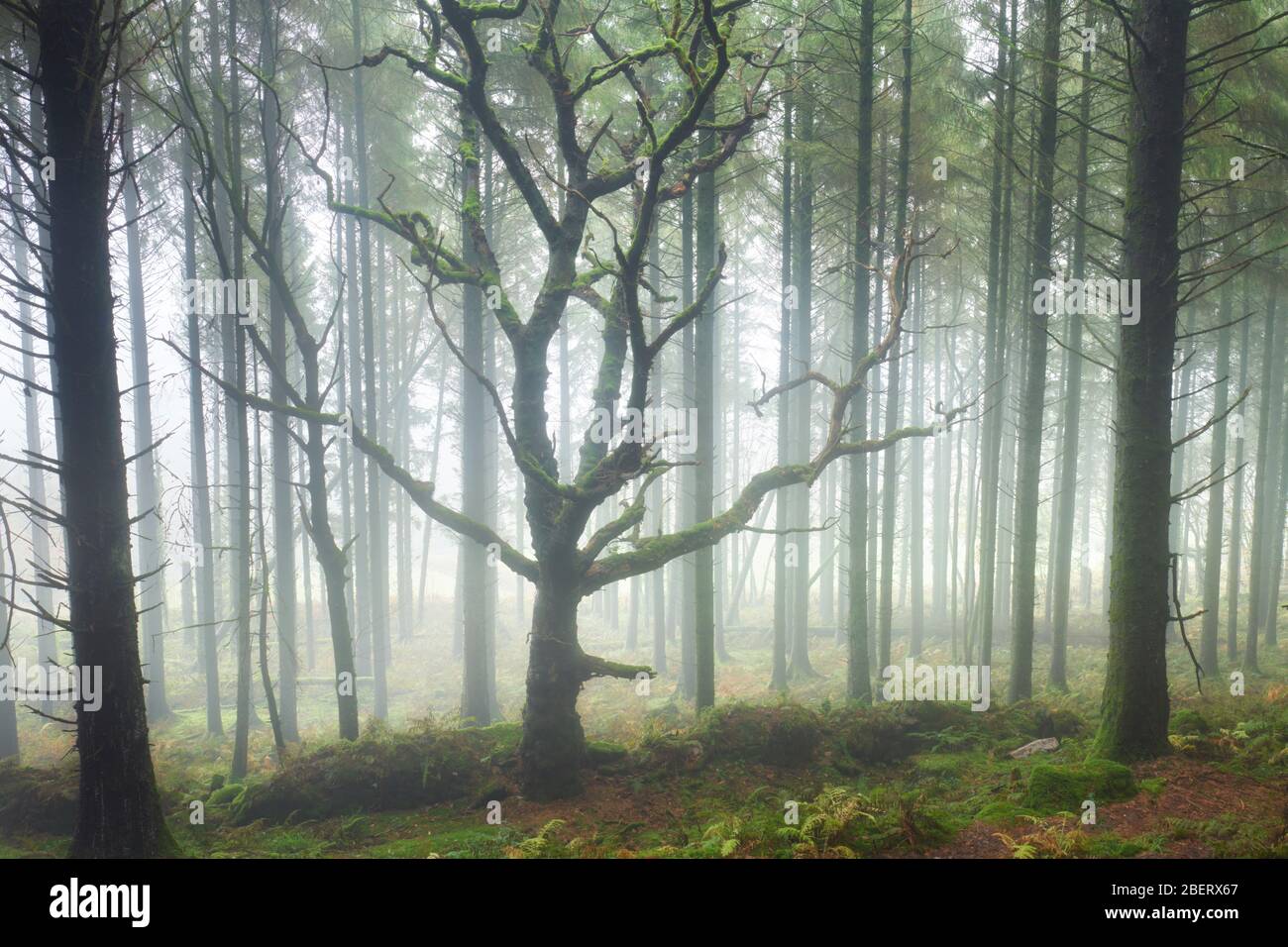 Surviving Deciduous tree in a Conifer Plantation surround by mist, Cornwall Stock Photo
