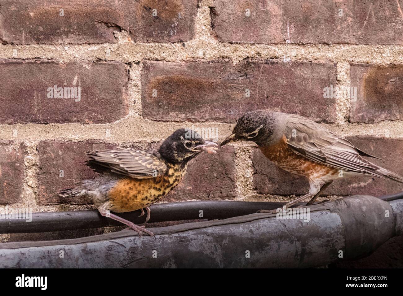 American Robin Fledgling, Turdus migratorius, with adult feeding it worms in New York City, urban wildlife, United States of America Stock Photo