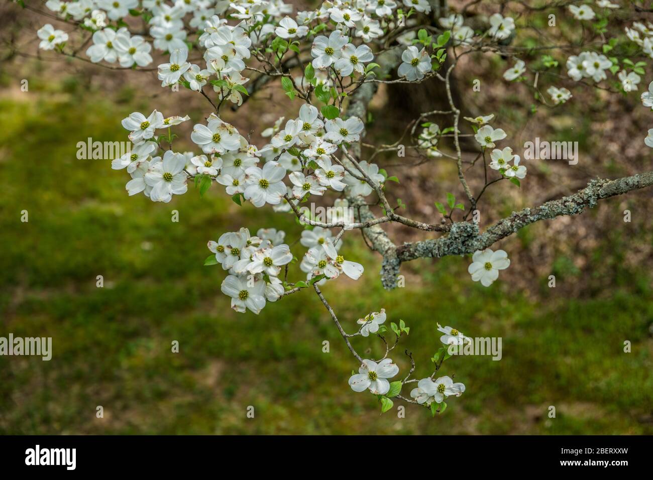 Looking down on a flowering dogwood branch with large white flowers opened up on a sunny day in early springtime Stock Photo