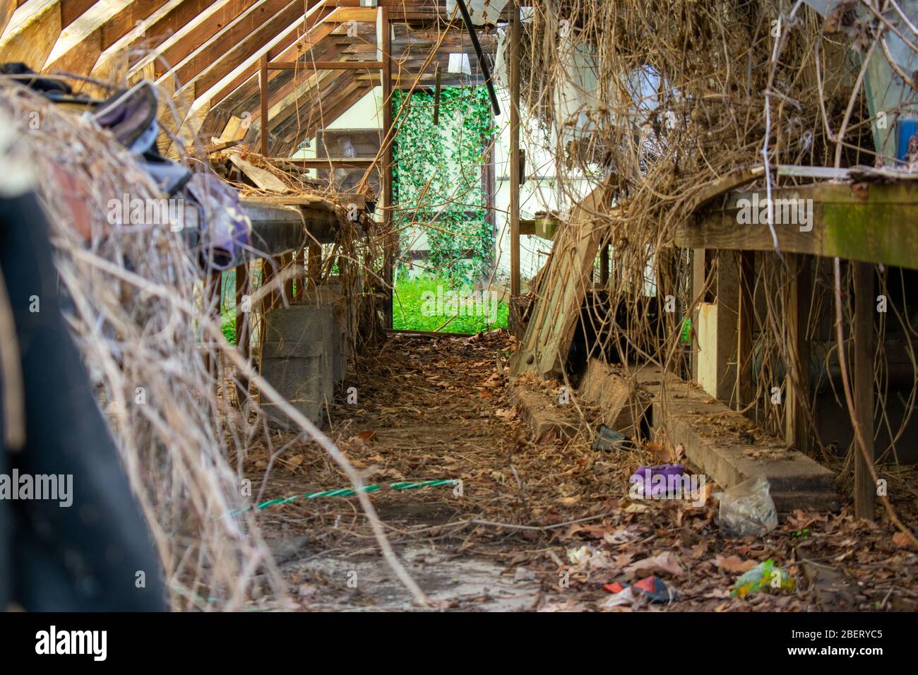 Overgrown Greenhouse High Resolution Stock Photography and Images - Alamy