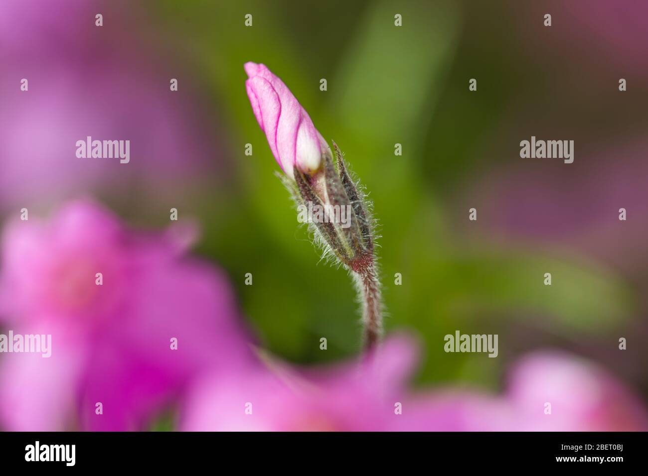 pink macro close up flowers Stock Photo - Alamy