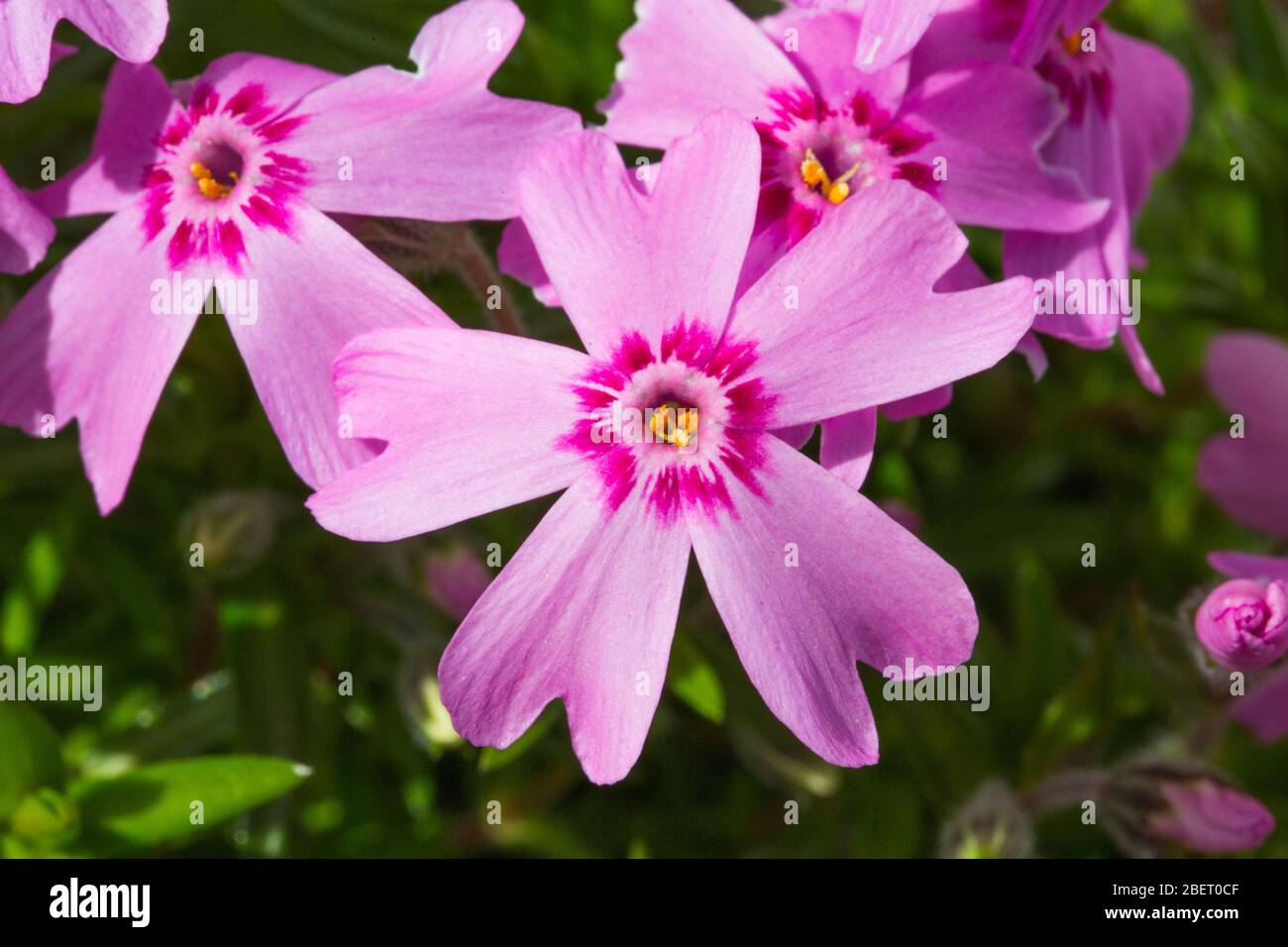 pink macro close up flowers Stock Photo - Alamy