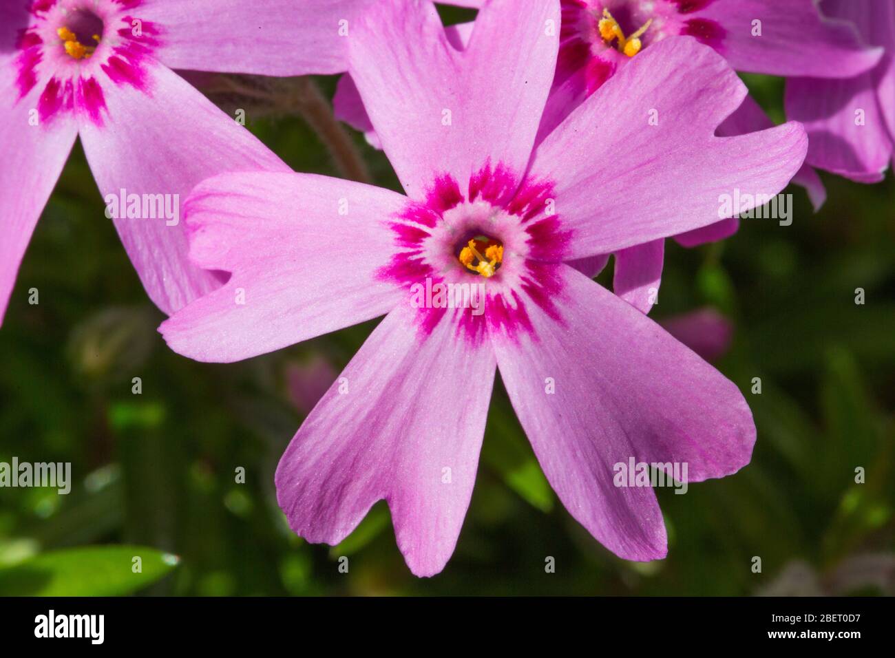 pink macro close up flowers Stock Photo - Alamy