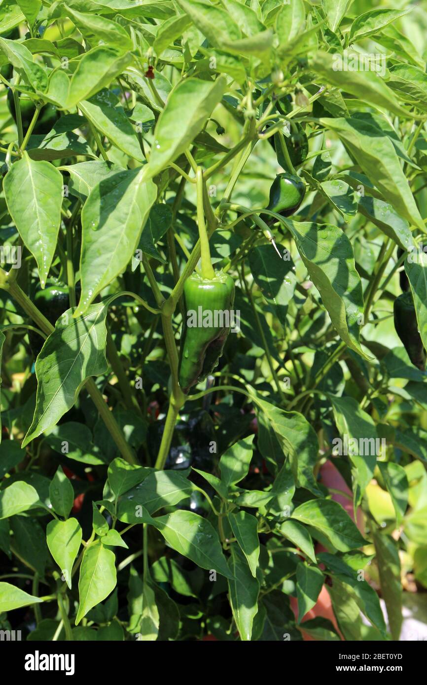 Two green Poblano Peppers growing in a garden in Illinois, USA Stock Photo