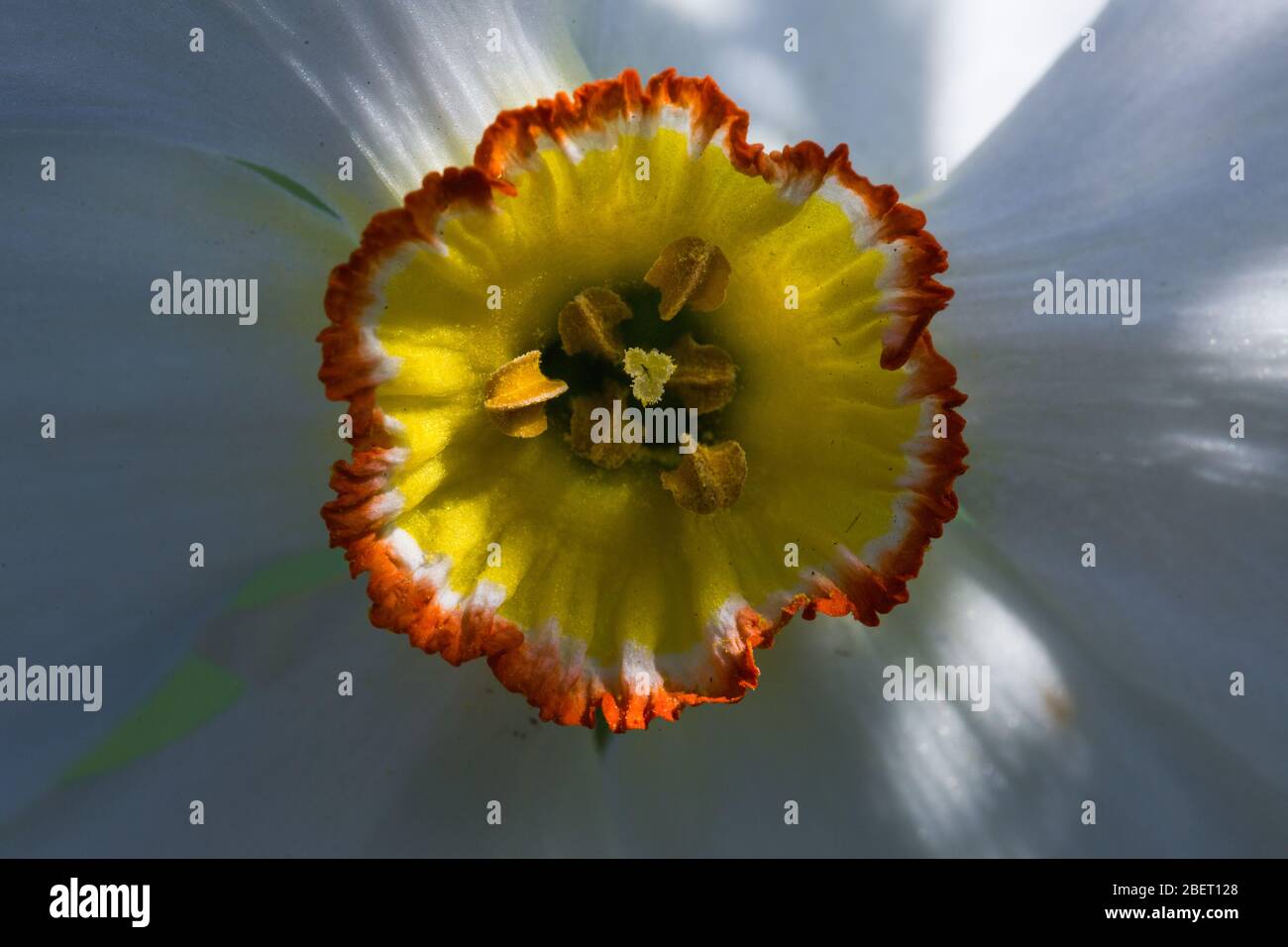 White flower yellow middle hi-res stock photography and images - Alamy