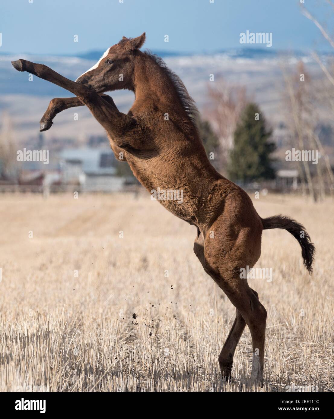 Rearing filly, Wallowa Valley, Oregon. Stock Photo
