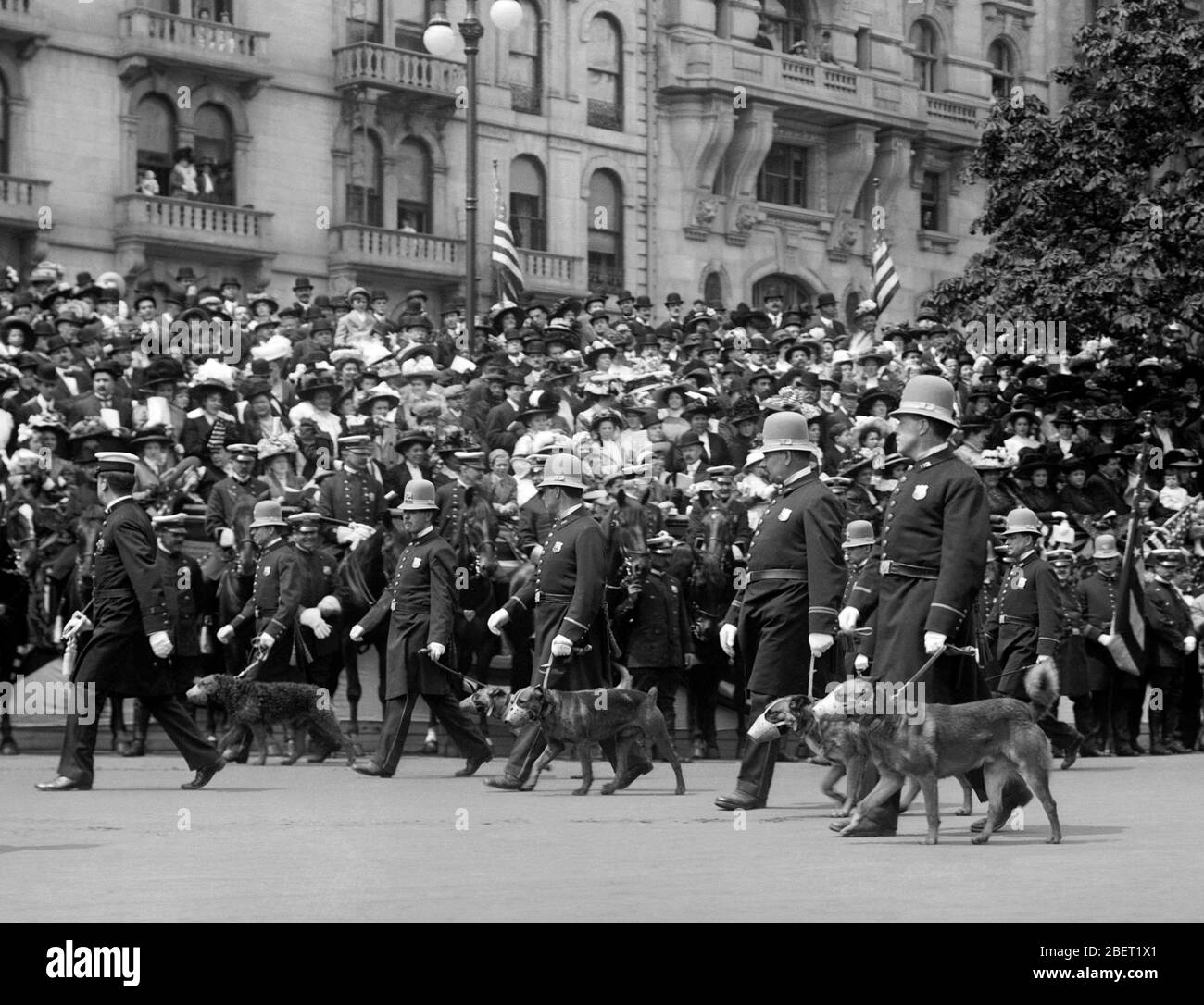 Law enforcement officers and police dogs marching in a parade, circa 1900. Stock Photo