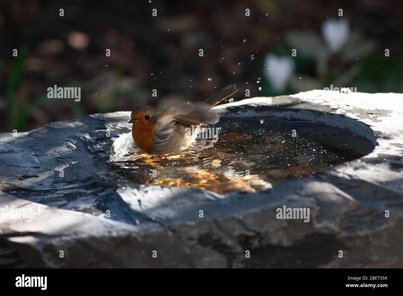 London, UK. 15th Apr, 2020. a robin enjoys the sunshine as it splashes in the water of a slate birdbath in a garden in Clapham, south London. Credit: Anna Watson/Alamy Live News Stock Photo