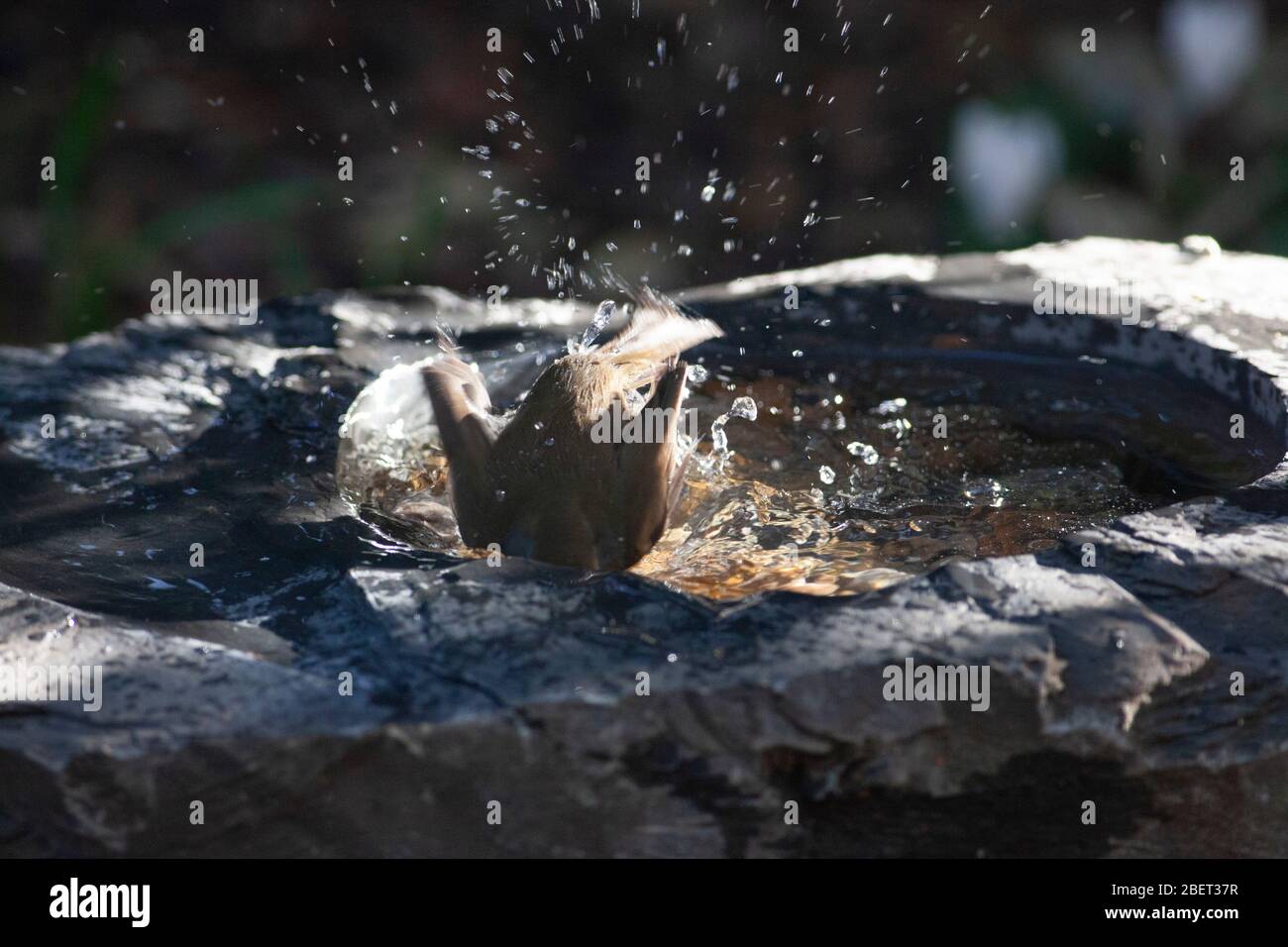 London, UK. 15th Apr, 2020. a robin enjoys the sunshine as it splashes in the water of a slate birdbath in a garden in Clapham, south London. Credit: Anna Watson/Alamy Live News Stock Photo
