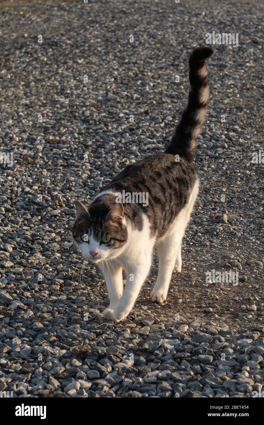 cat walking on the gravel Stock Photo Alamy