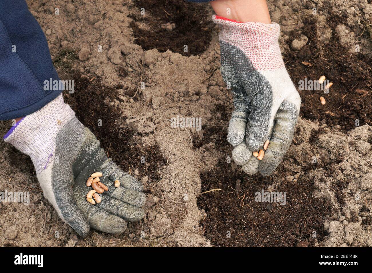 Spring gardening. Manual sowing of beans on the bed. Stock Photo