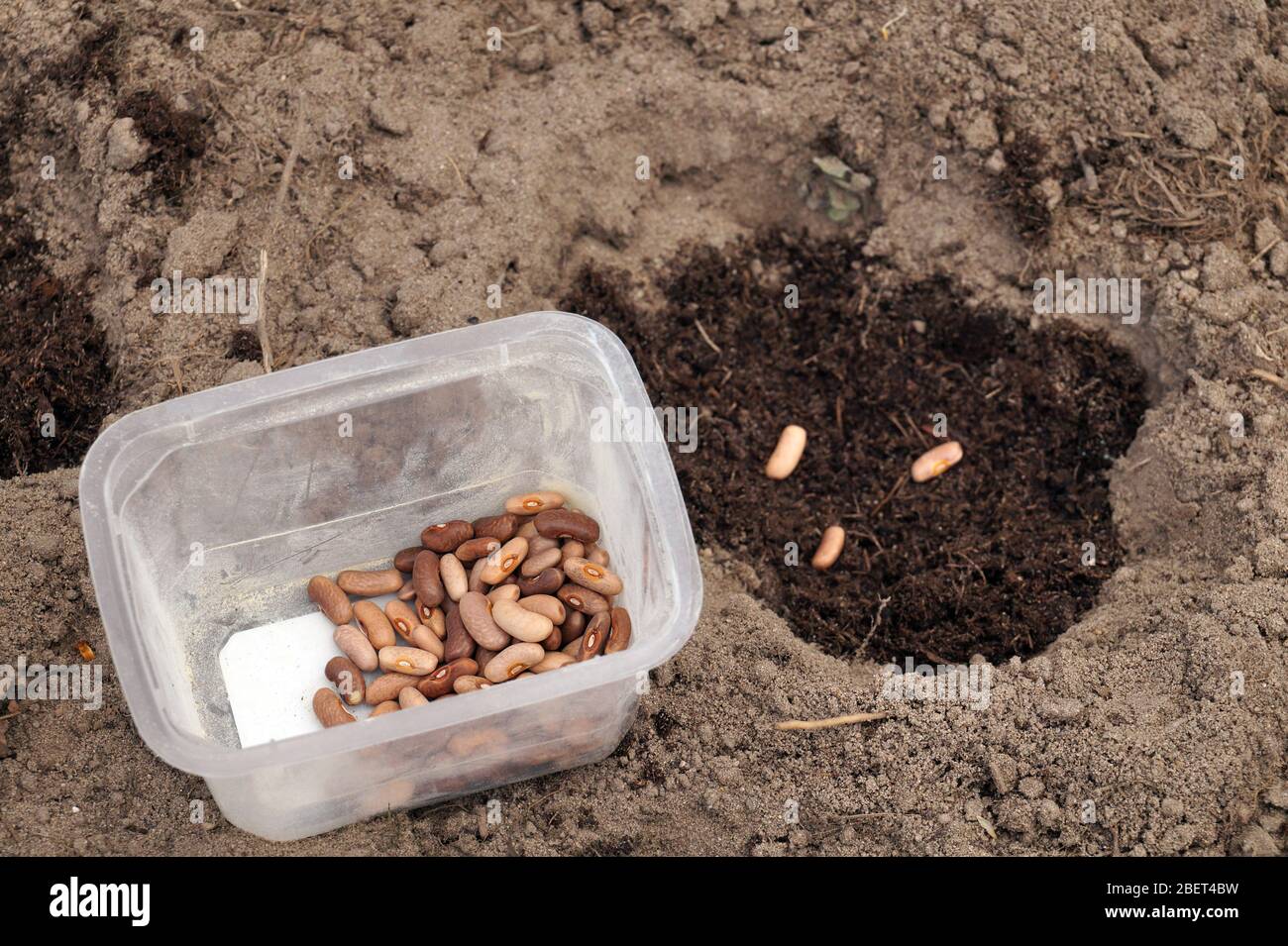Sowing bean seeds in a home garden. Container with seeds for sowing. Stock Photo