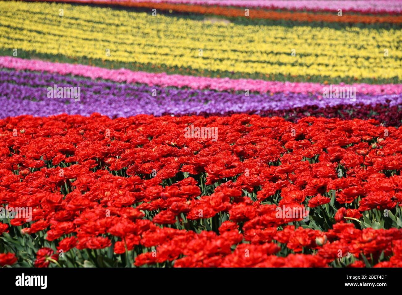Colourful tulip fields near Grevenbroich-Busch. Stock Photo