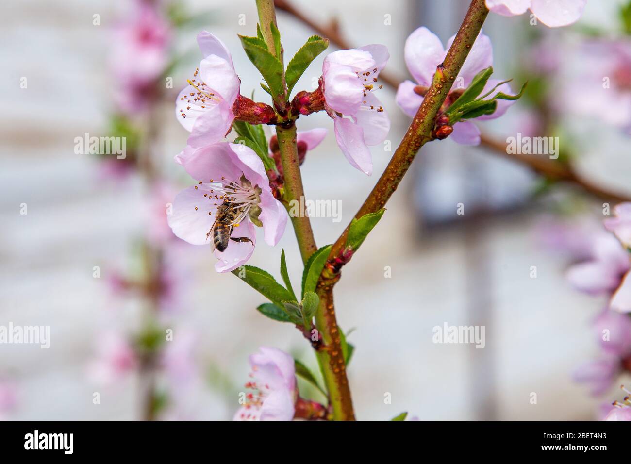 Orchard at spring time. Close up view of honeybee on pink flower 