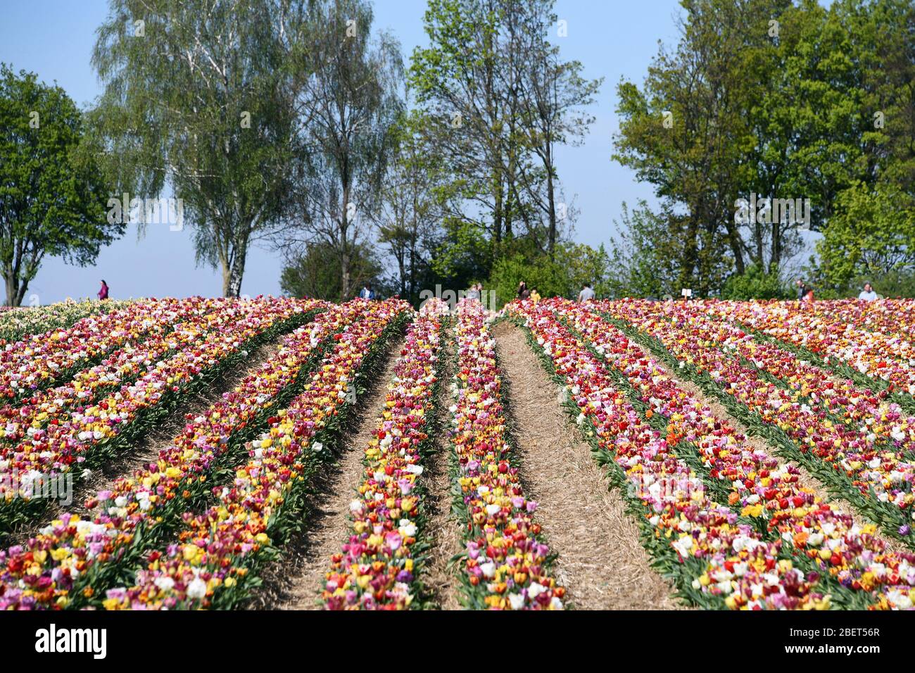 Colourful tulip fields near Grevenbroich-Busch. Stock Photo