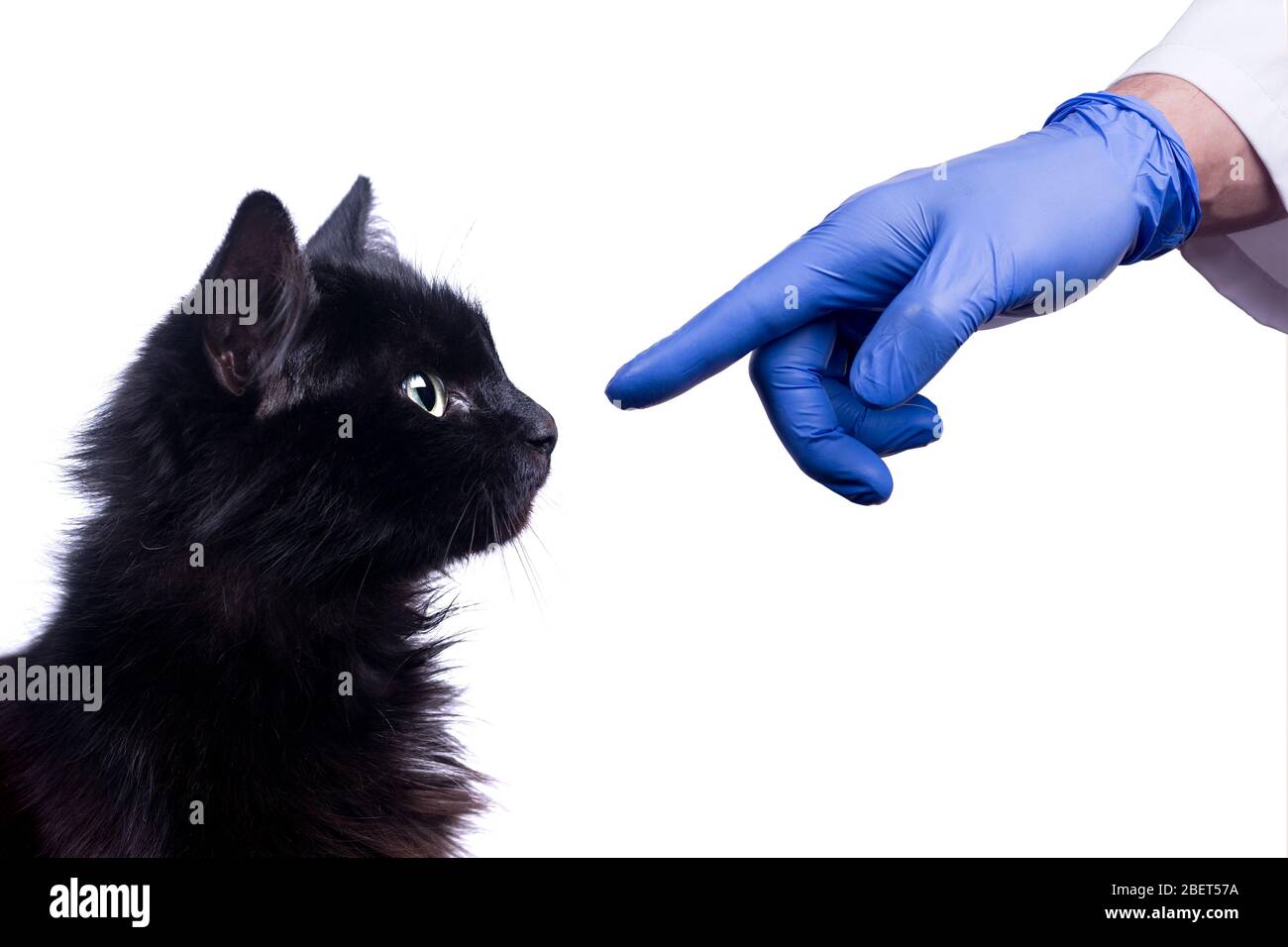 Black fluffy cat reaching its nose to veterinary hand wearing blue