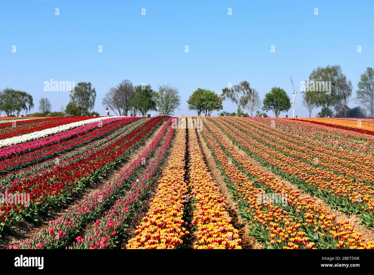 Colourful tulip fields near Grevenbroich-Busch. Stock Photo