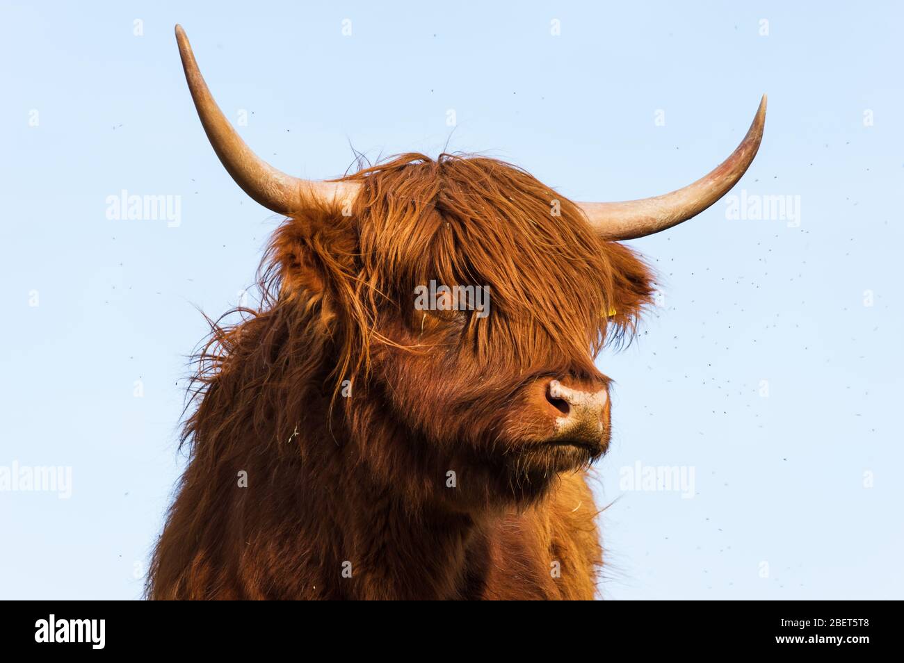 Scottish highland cattle standing on a meadow in spring Stock Photo - Alamy