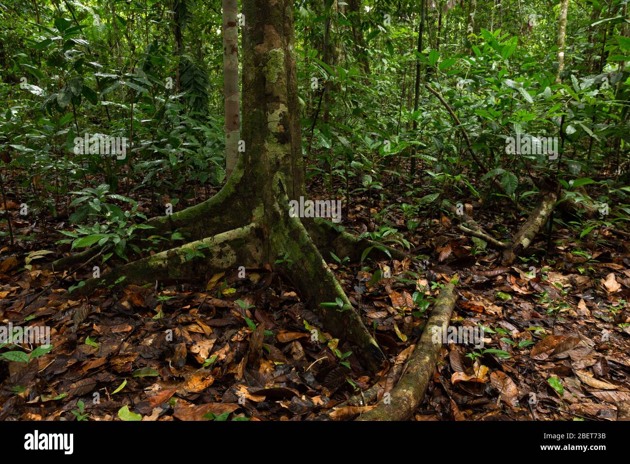 Understory of Amazon Rainforest near Cristalino Lodge, Brazil Stock Photo