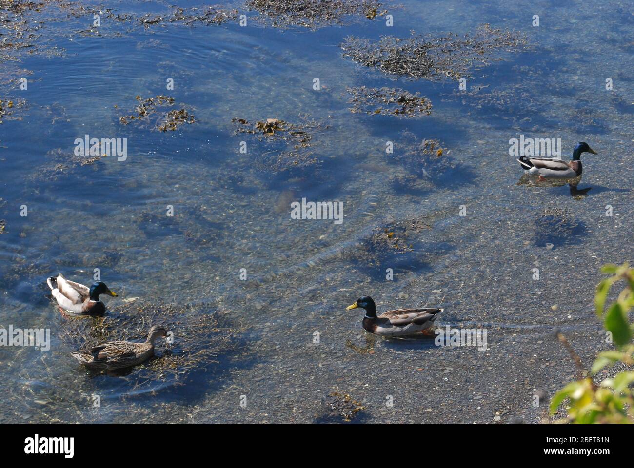 Ducks Swimming in Shallow water, Bantry Bay, West Cork, Ireland with copy space Stock Photo