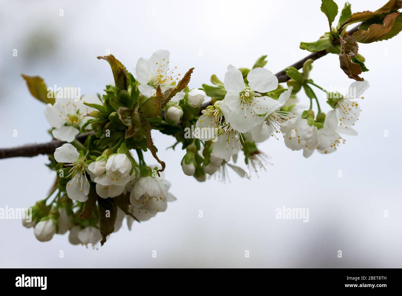 Branches of cherry blossoms against the sky. Stock Photo