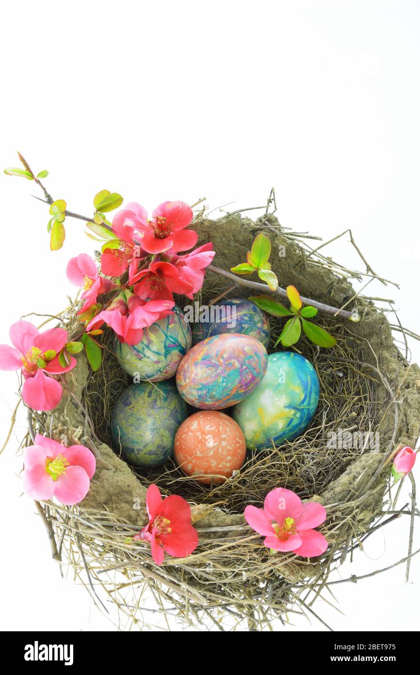 Bird nest with decorated Easter eggs on white background Stock Photo ...