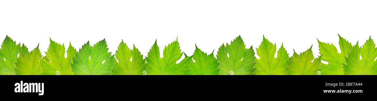 Fresh grape leaves isolated on white background Stock Photo - Alamy
