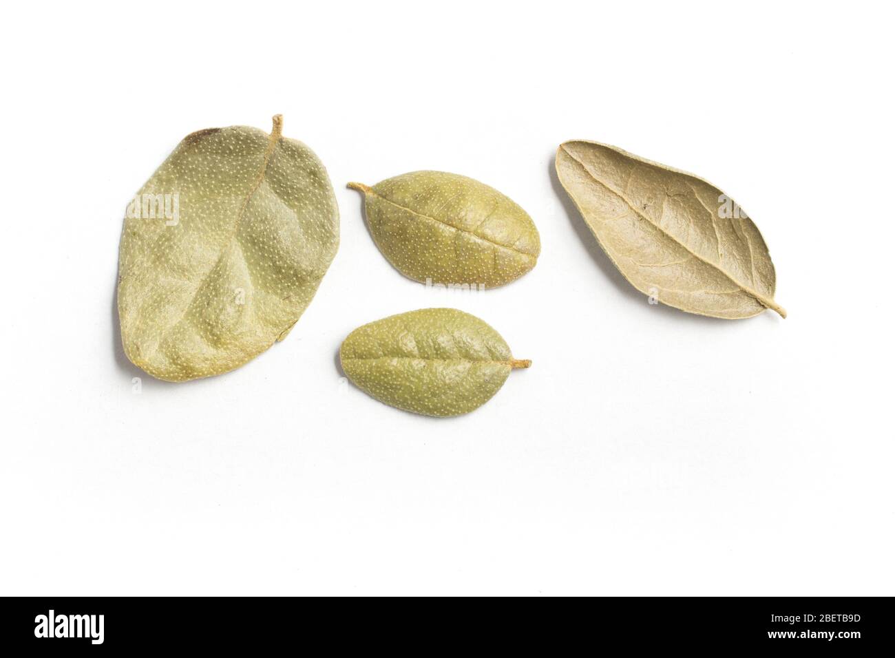 Brazilian Boldo Leaves. Close-up Photo isolated in white background Stock Photo