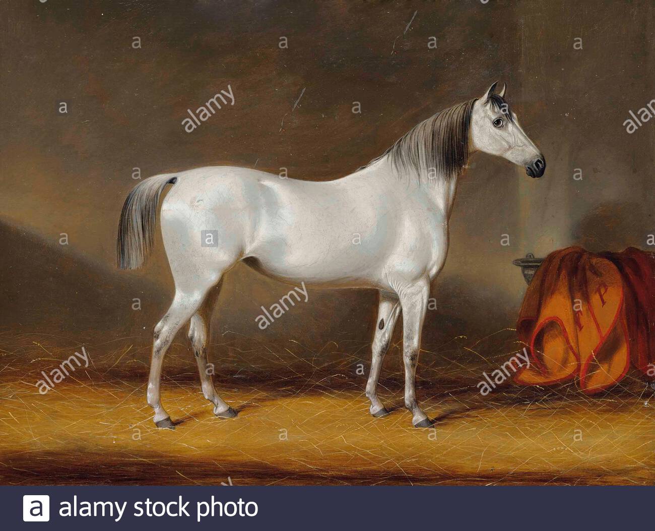 White Racehorse High Resolution Stock Photography and Images Alamy