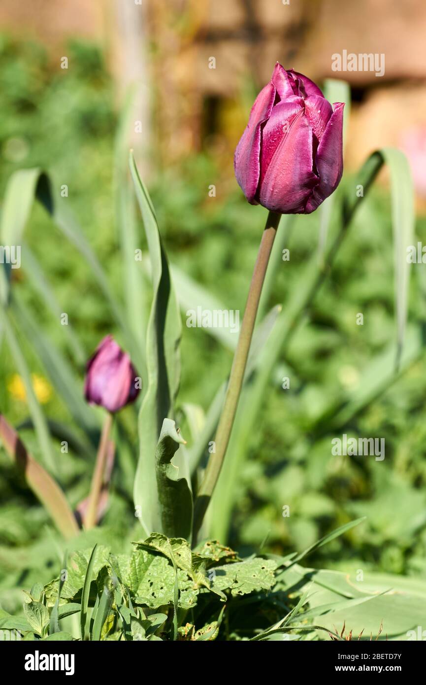 The first blooming pink tulip bud in a spring flower bed Stock Photo ...