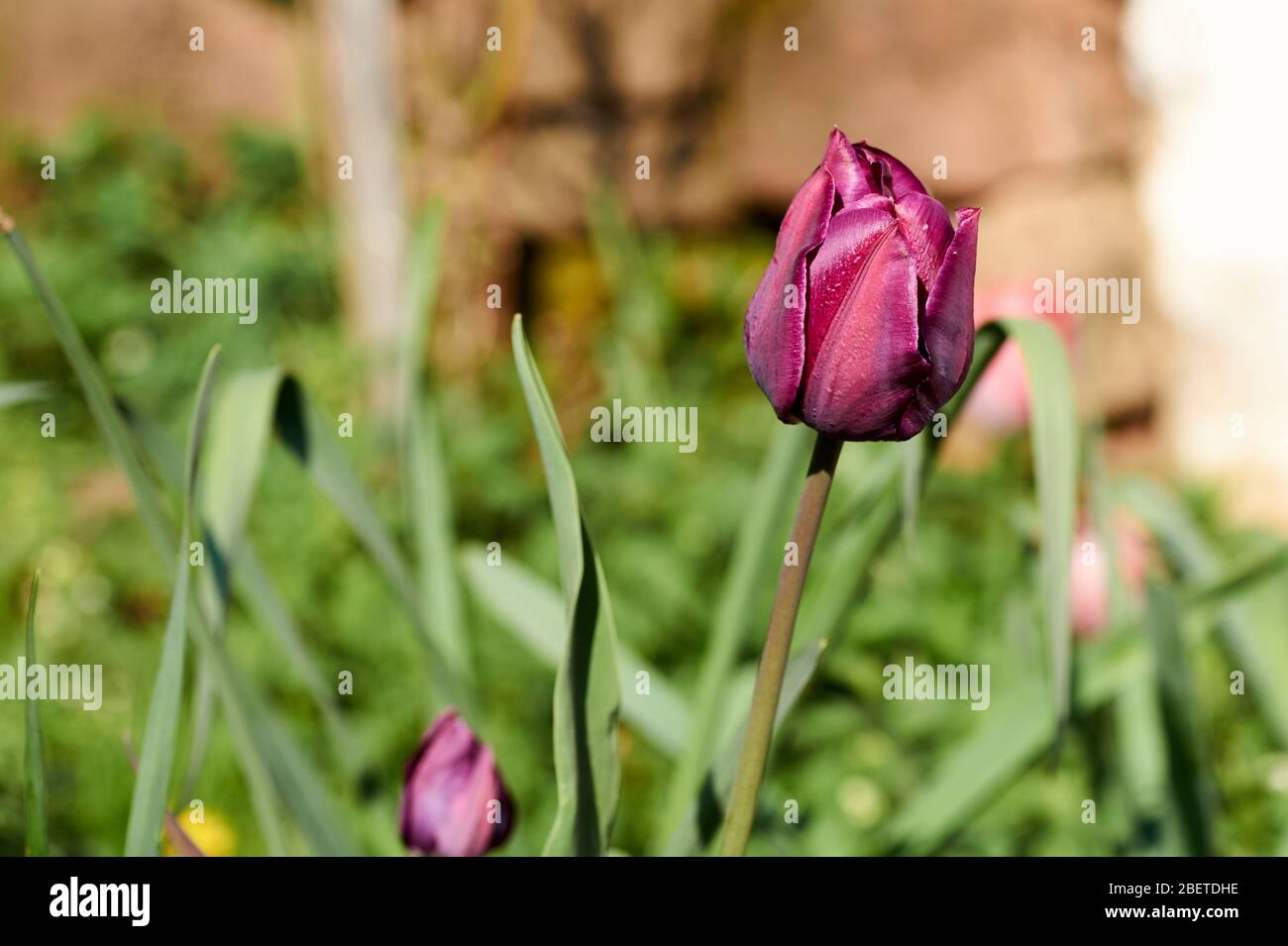 The first blooming pink tulip bud in a spring flower bed Stock Photo ...