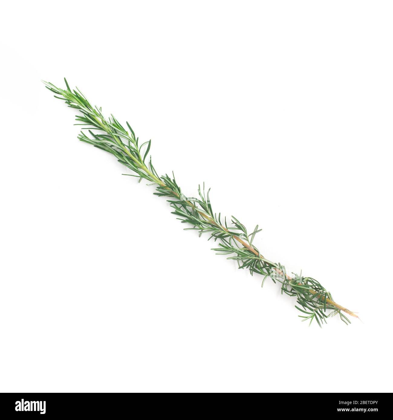 Bunch of Fresh Rosemary isolated in white background Stock Photo - Alamy