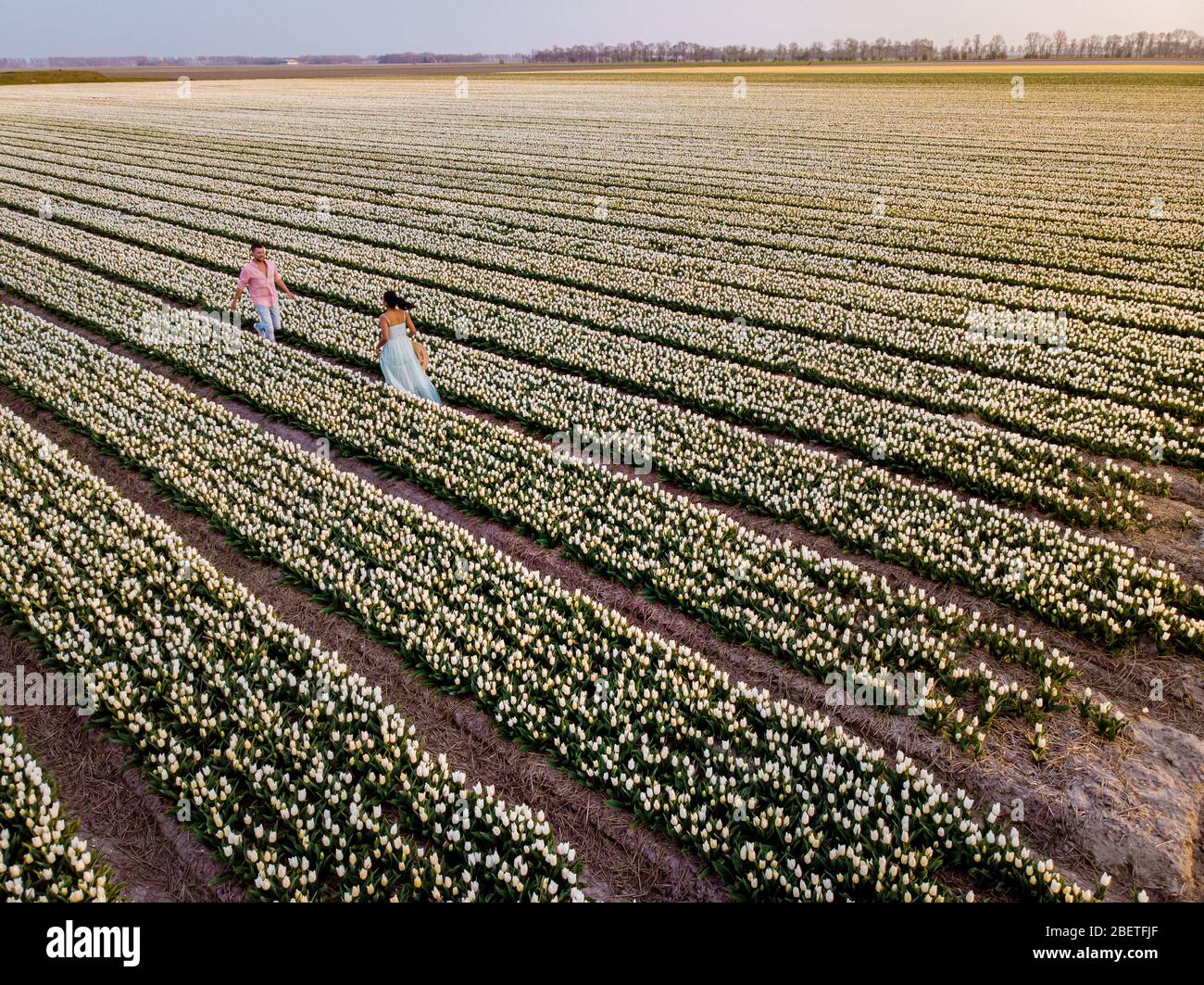 Tulip flower field during sunset dusk in the Netherlands Noordoostpolder Europe, happy young couple men and woman with dress posing in flower field in Stock Photo