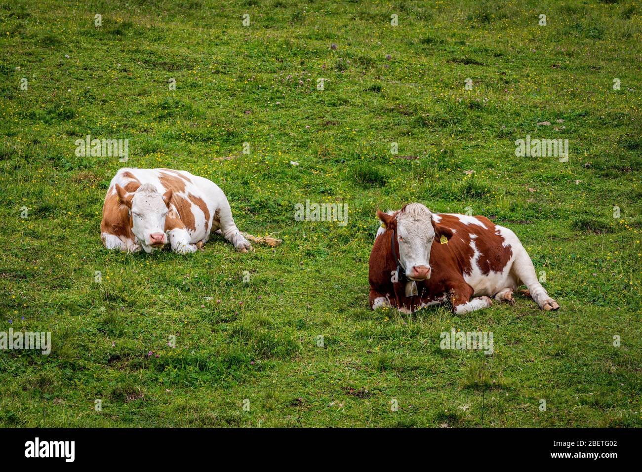 Two cows on the meadow in the Dolomites Stock Photo - Alamy