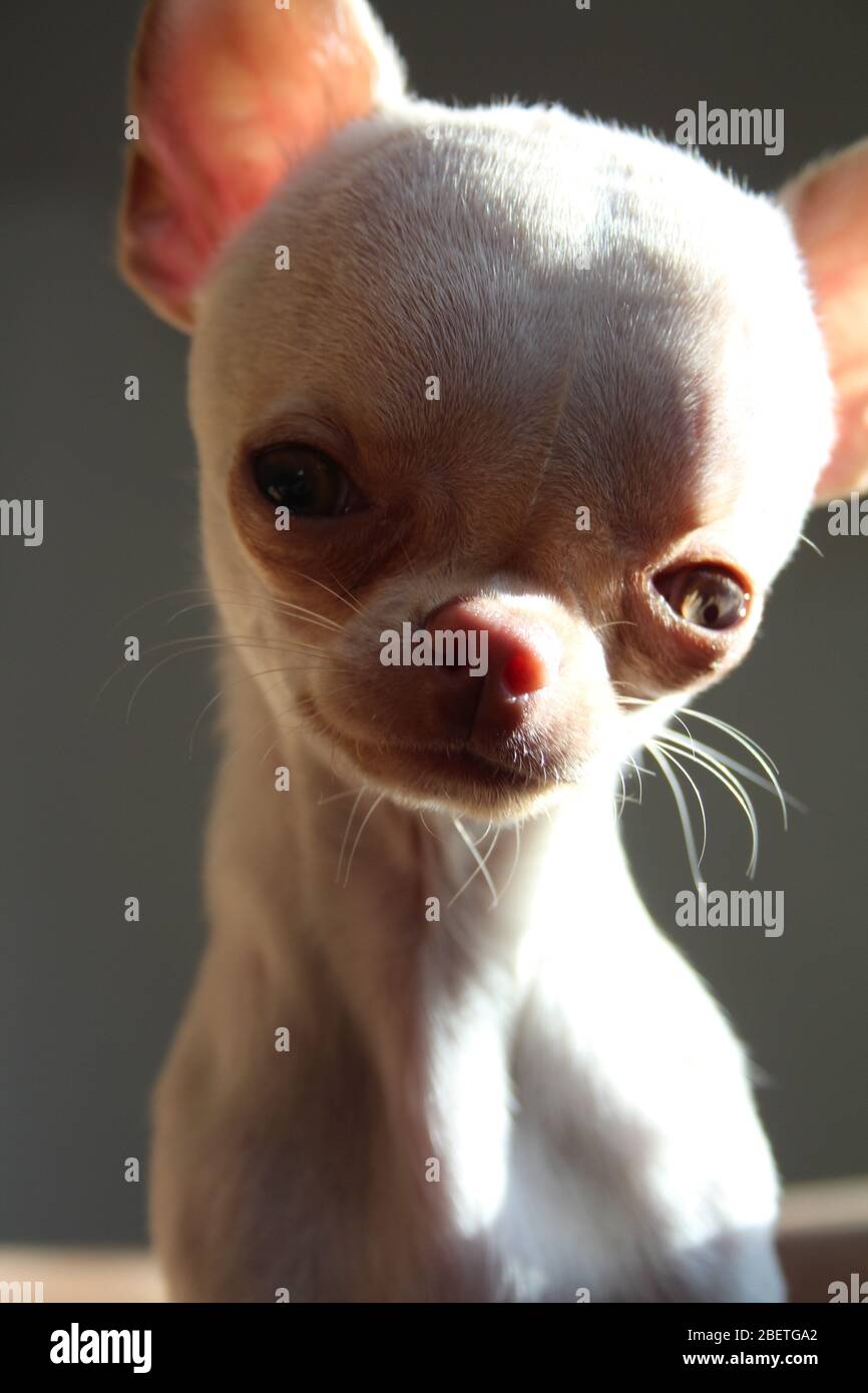 cute chihuahua