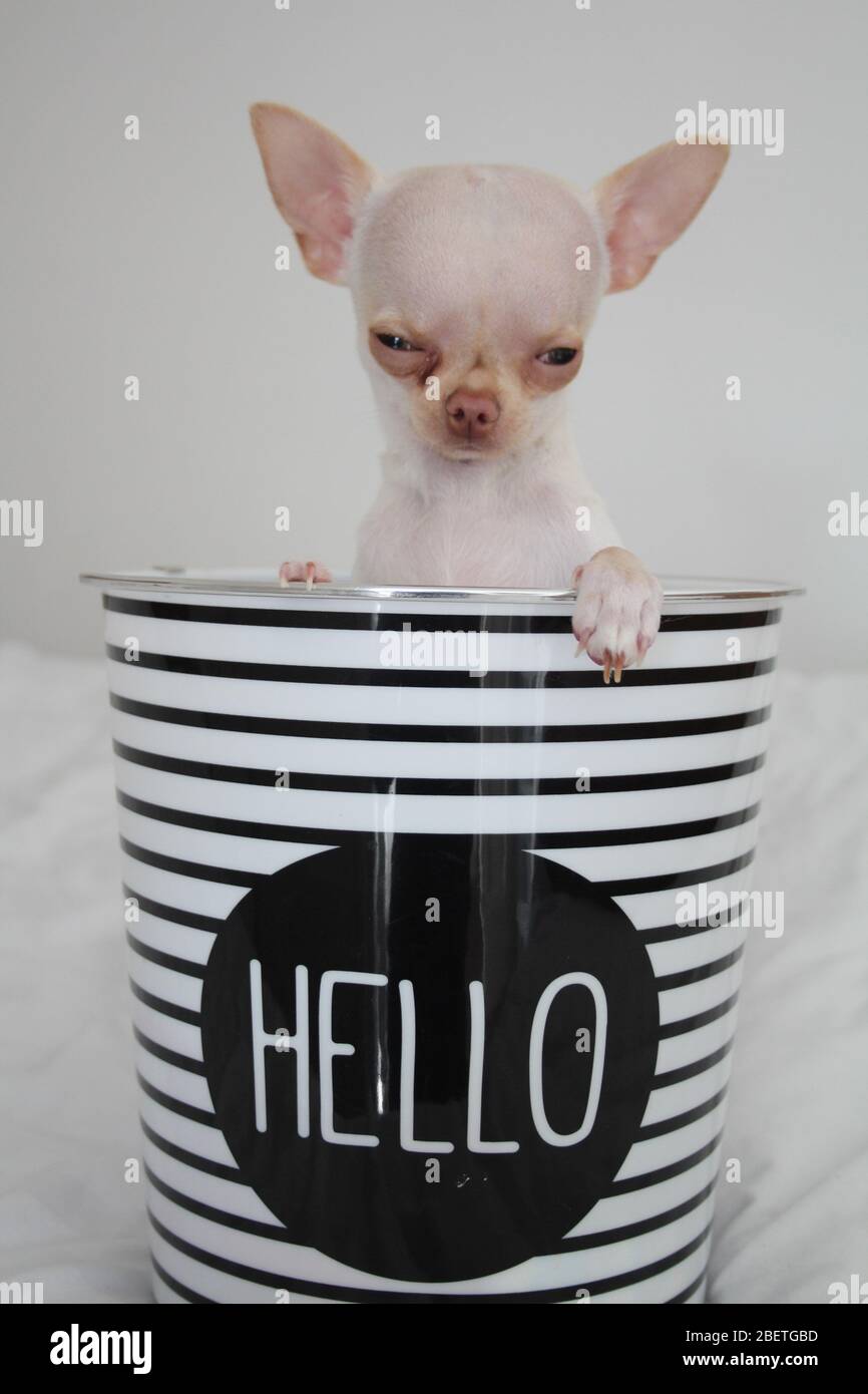 Chihuahua Dog Handbag Stock Illustrations – 23 Chihuahua Dog Handbag Stock  Illustrations, Vectors & Clipart - Dreamstime