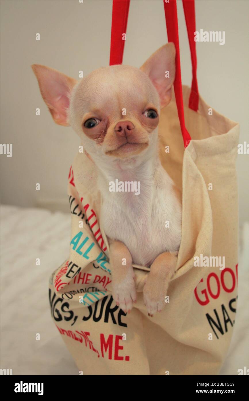 chihuahua adorable
