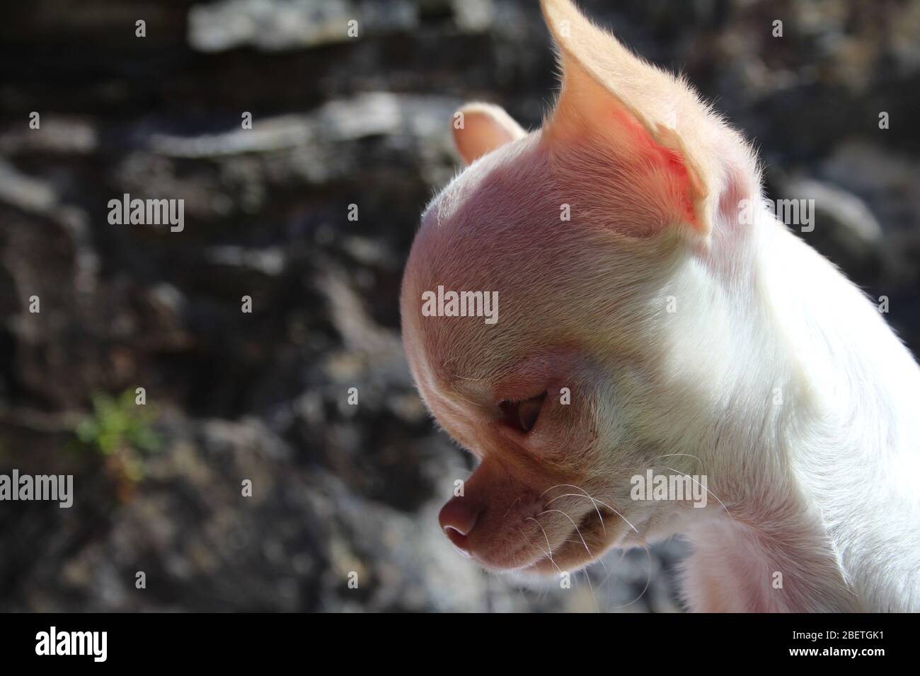 Cute White teacup Chihuahua enjoying playtime Stock Photo